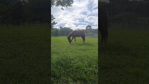 Cavalo livre e solto dentro de um Parque em São Paulo Capital