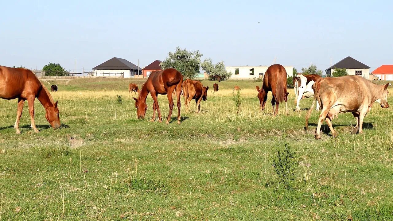 Красивые Дикие лошади Пришли в село.