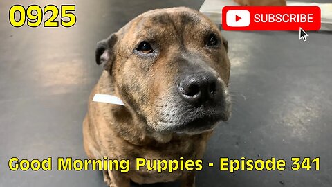 [0925] GOOD MORNING PUPPIES - EPISODE 341 [#dogs #doggos #doggos #puppies #dogdaycare]