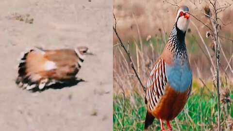 Beautiful Partridge bird