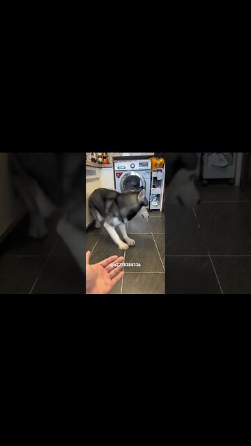Husky "I have to dance first " 🤣😍 #dog