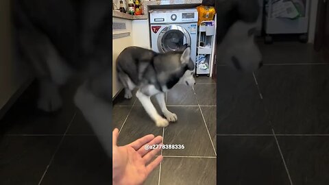 Husky "I have to dance first " 🤣😍 #dog