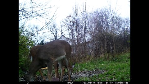 Deer Cam 11-27-2024