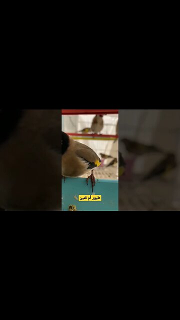 طيور أم قنين أو الحسون المغرد روعة مرحبا