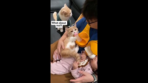 funny cat breast feeding