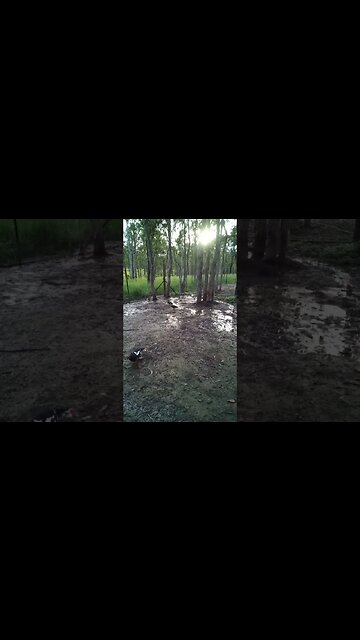 A couple of Wild ducks in another paddock today 5th February 2023