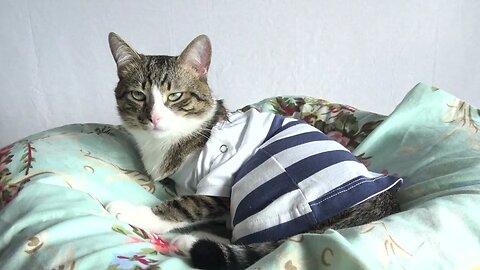 This Cat Likes to Wear T-Shirts