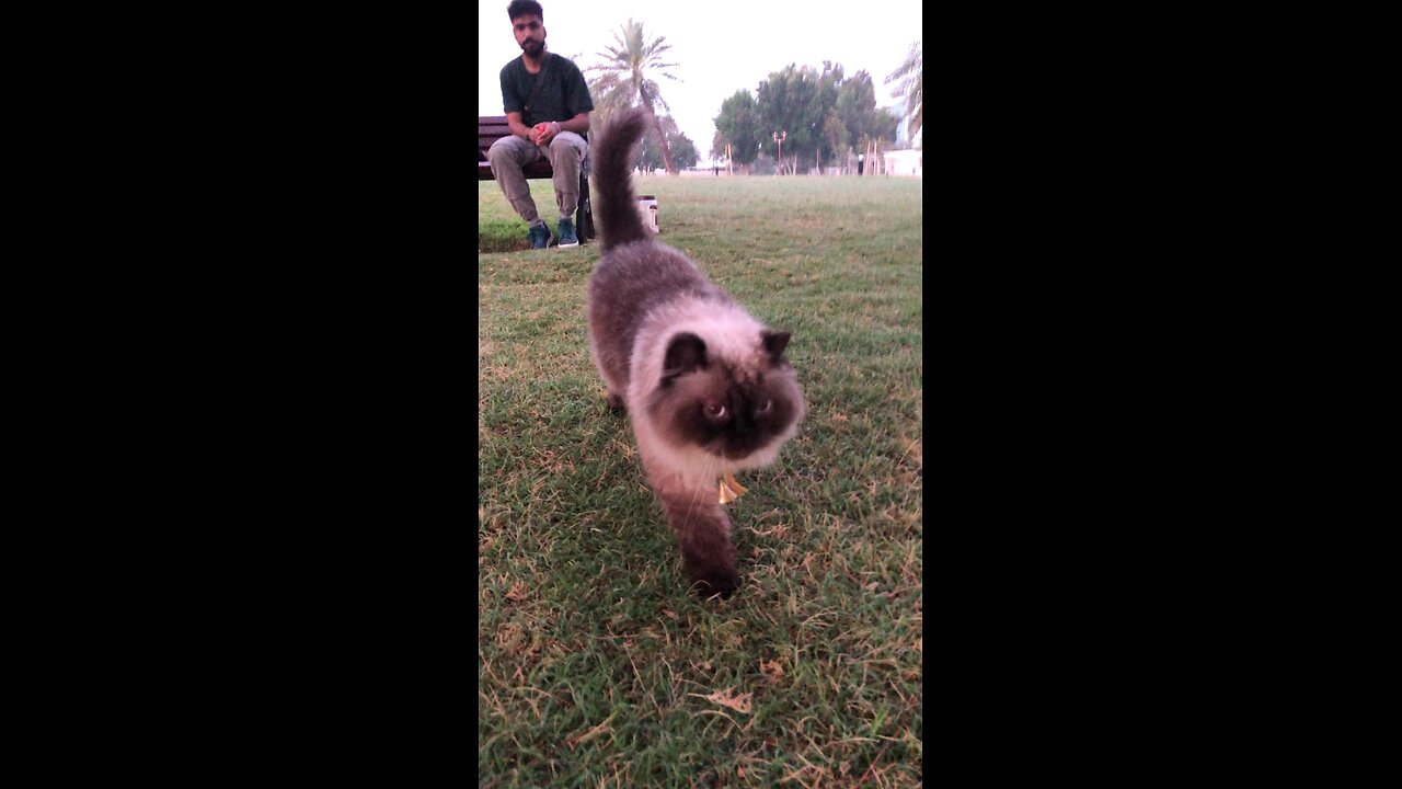 Cat in park