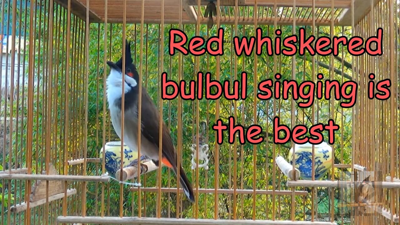 Red whiskered bulbul singing is the best