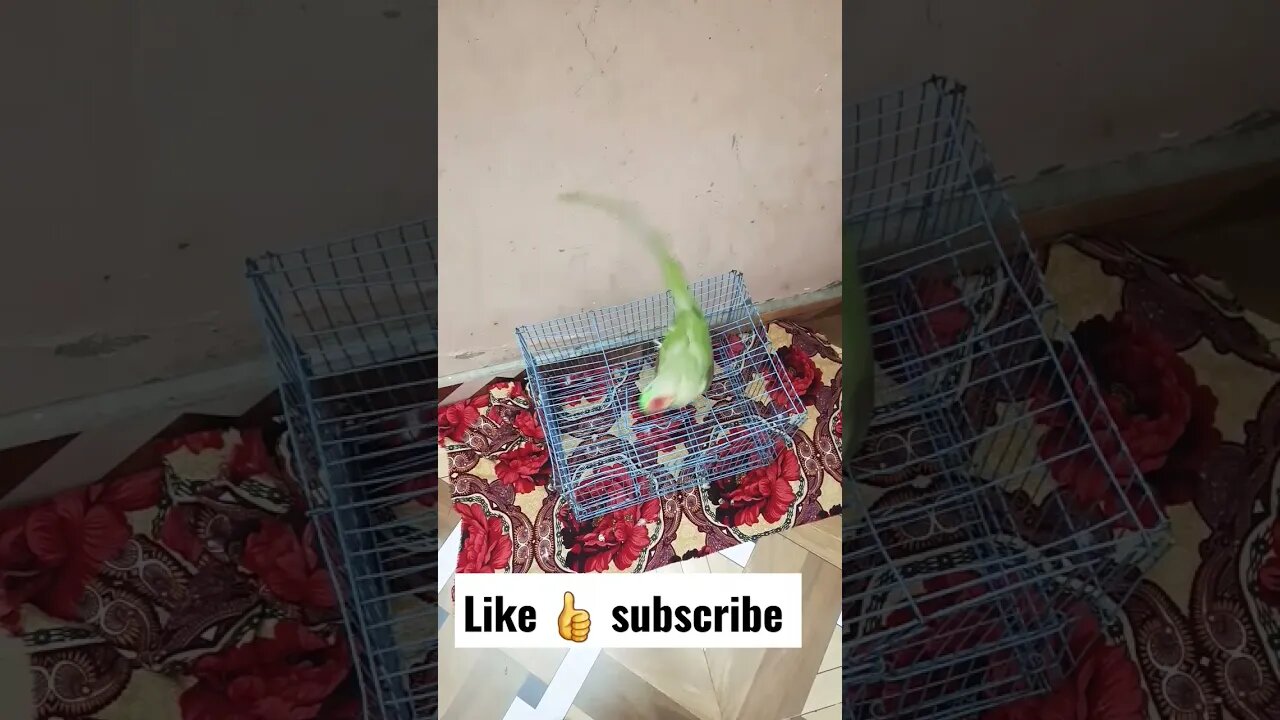 Parrot Dancing