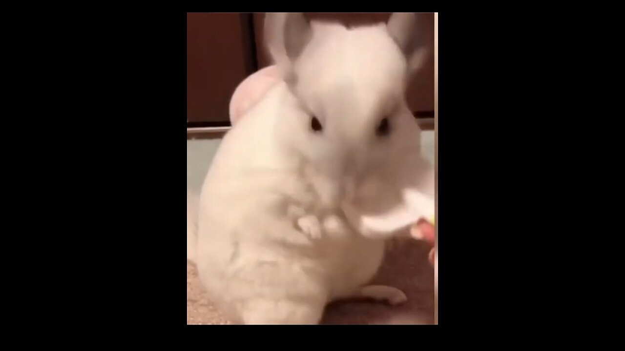 Funny animal videos