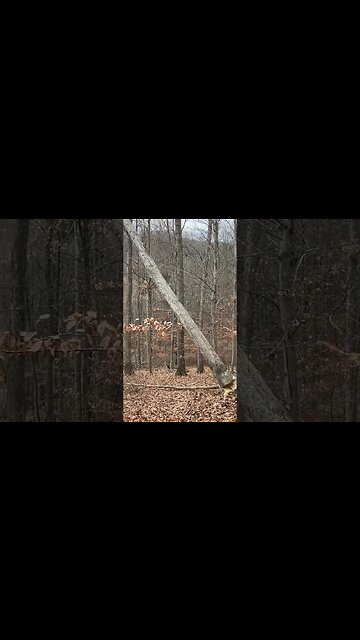Music To My Ears, Oak Being Harvested #shorts
