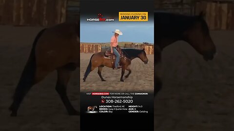 Brisket - Cool Gypsy X QH! Available exclusively on Horsebid.com through January 30th!