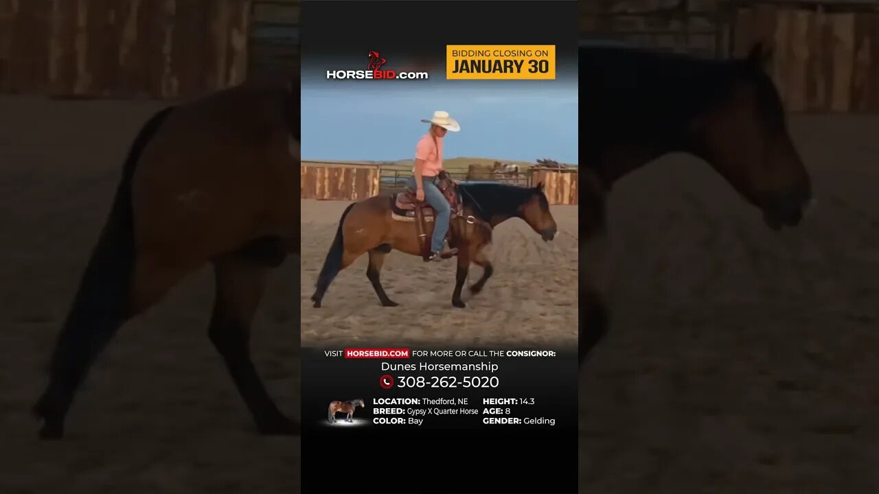 Brisket - Cool Gypsy X QH! Available exclusively on Horsebid.com through January 30th!