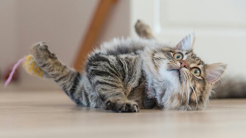 Adorable Cats Being Hilariously Playful! Must-Watch Funny Cat Moments!