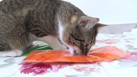 Curious Cat Tries to Open Feather Bags