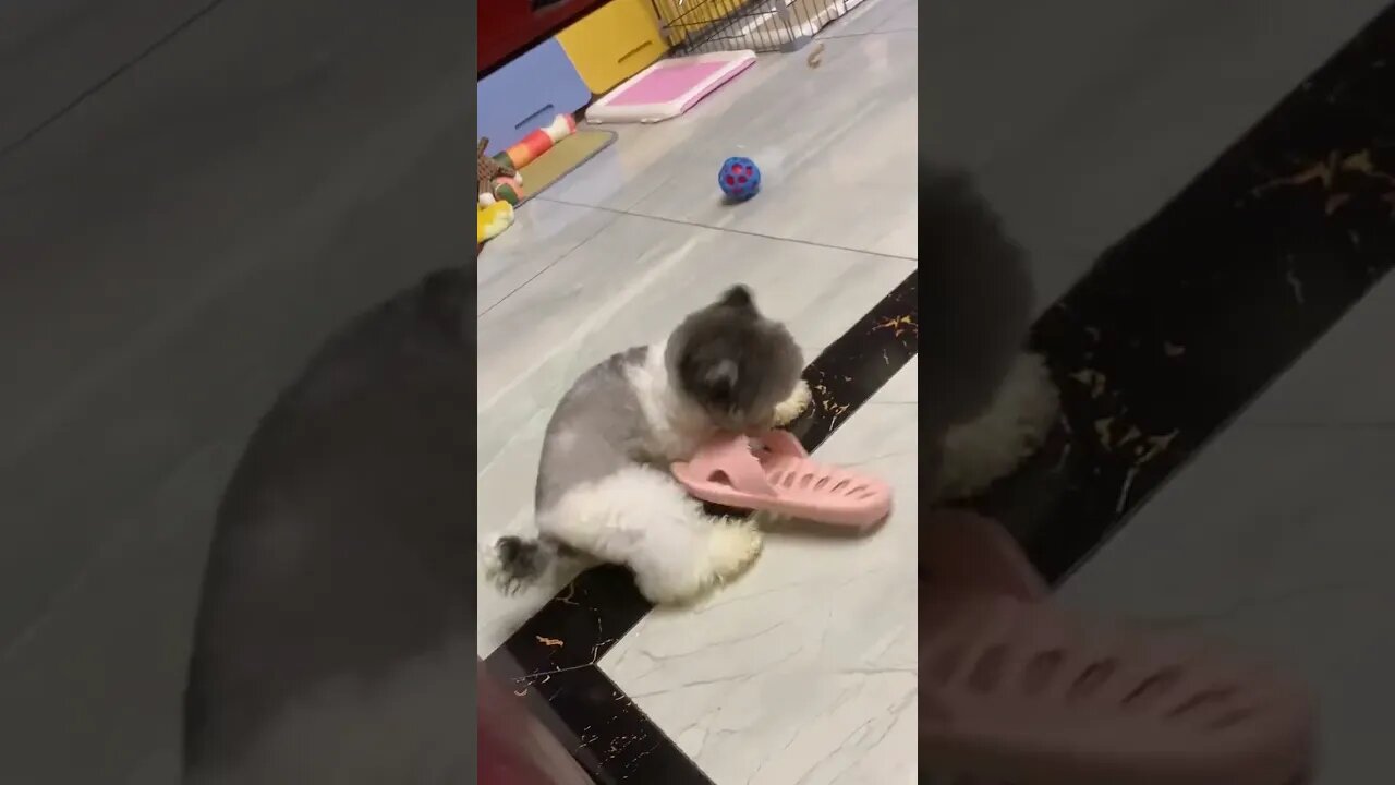 So who the hell is my slippers agains