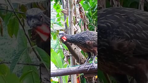 Jacu com fome em busca de comida