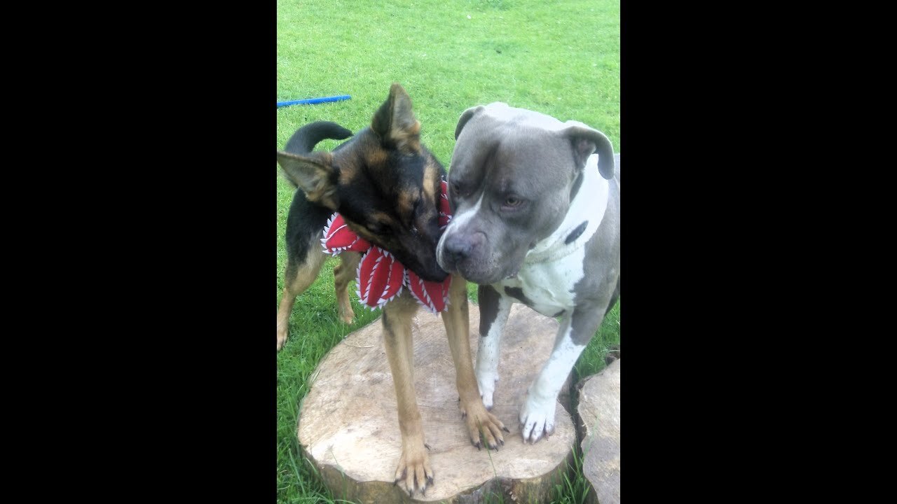 XL Bully Kenzo & GSD Tinkerbelle .@DogtrainersUK