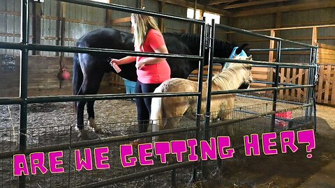 New Horse Update! Are We GETTING Her