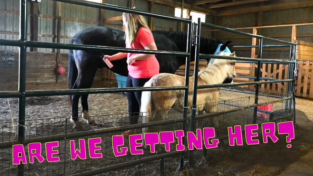 New Horse Update! Are We GETTING Her