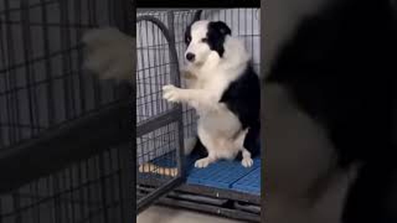 Funny Dog Videos 2023