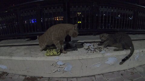 CHRIS MARTIN & MICHAEL JACKSON - Homeless cats in Ras Al Khaimah, UAE #ChrisMartin #MichaelJackson