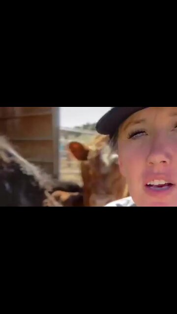 Cows Now Ordered EID Tracking Chips. Farmers Concerned 3 Tags on Each Cow Will Fry Them