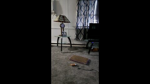 introducing Cosmo, the amazing cat.