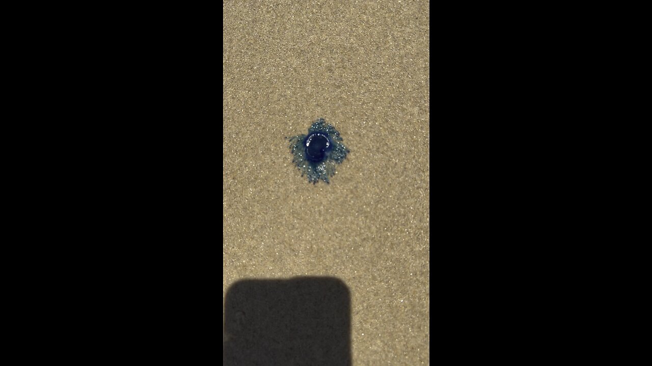 Weird Sea Creatures Show up on Shore in Queensland Australia