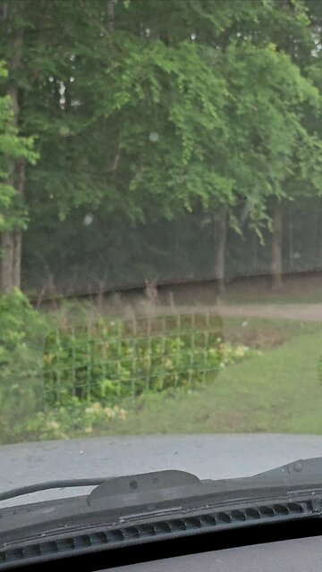 🦃Turkey in the Street🦃