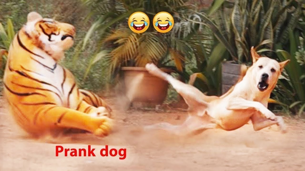 Troll Prank Dog Funny & fake Lion and Fake Tiger Prank To dog & Huge Box Prank to Dog.