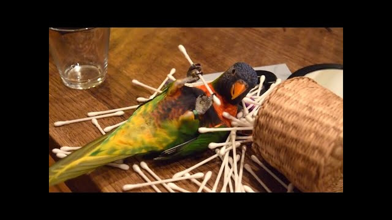 Funny Parrots Going Crazy - Funniest Parrots Compilation 2023