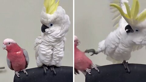 Cockatoo very protective of his favorite chair