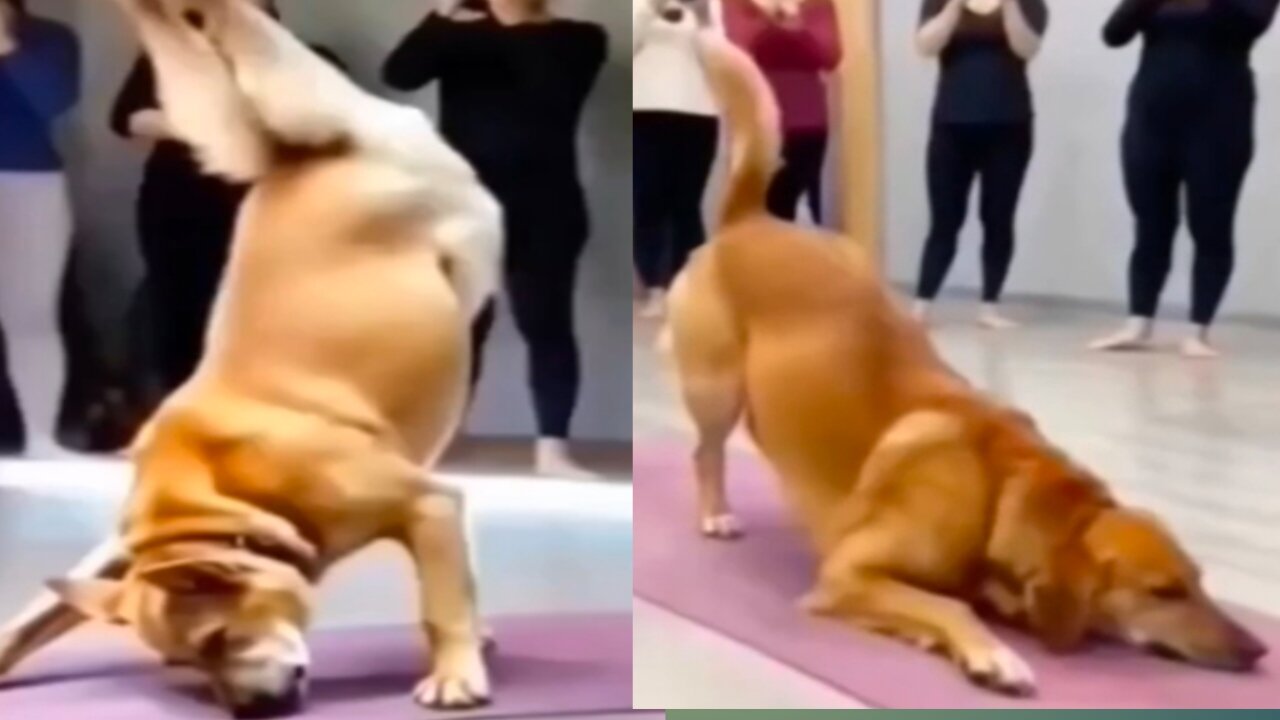 Dog doing exercise to keep his body fit