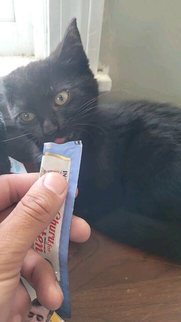 Baby Kitten Eating A Little Snack