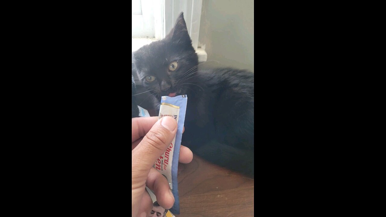 Baby Kitten Eating A Little Snack