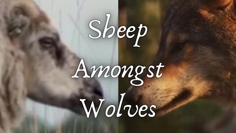 Sheep Amongst Wolves