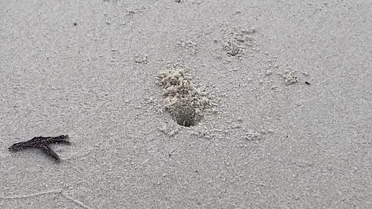 Hilarious sand crabs-so cool!