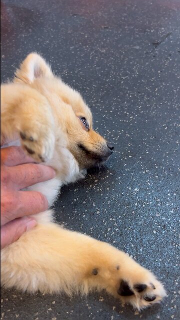 Cute dog gets belly rub