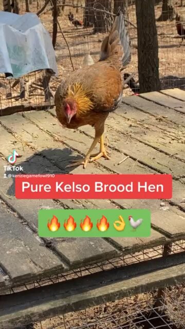 Pure Cecil Davis Kelso brood hen