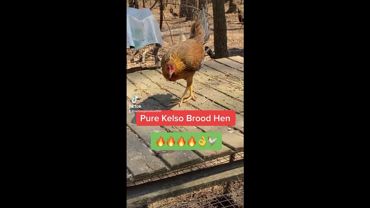 Pure Cecil Davis Kelso brood hen