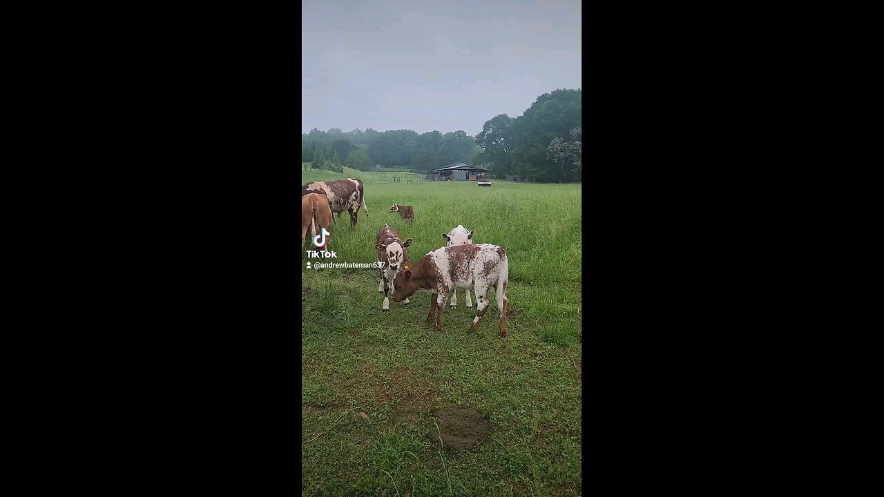 Happy baby calves.