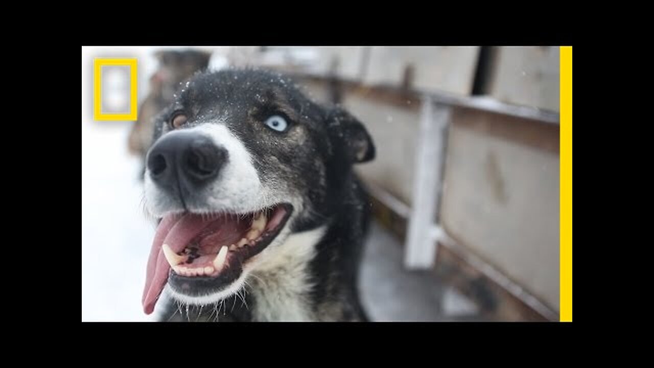 Sled Dogs: More Than Meets the Eye | National Geographic