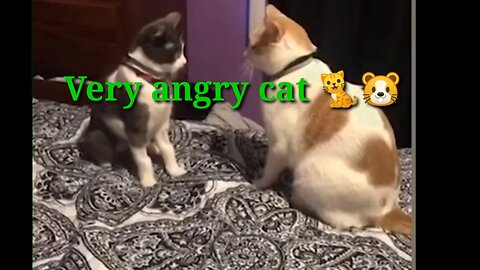 cat funny videos shorts 2023