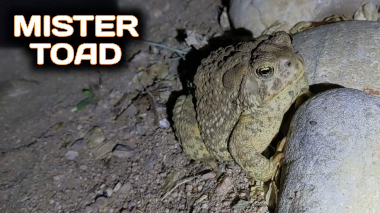 Mister Toad