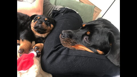 Rottweiler life