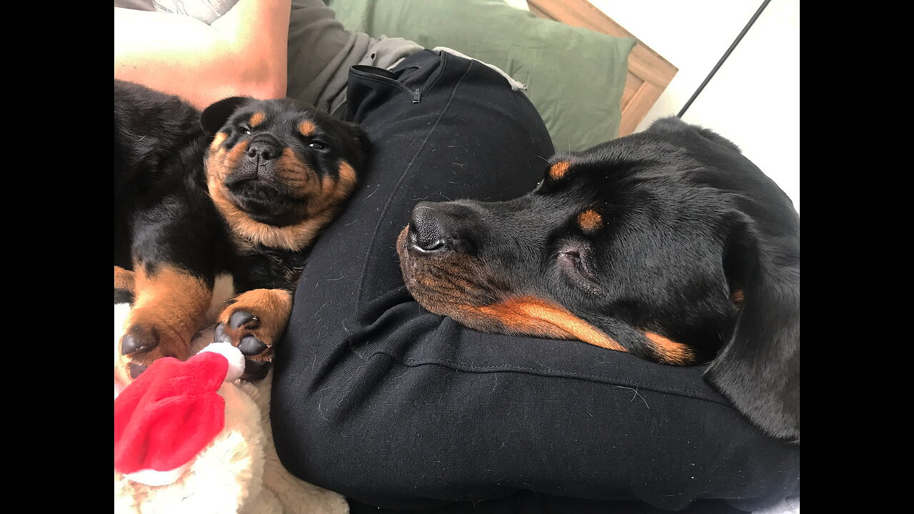 Rottweiler life