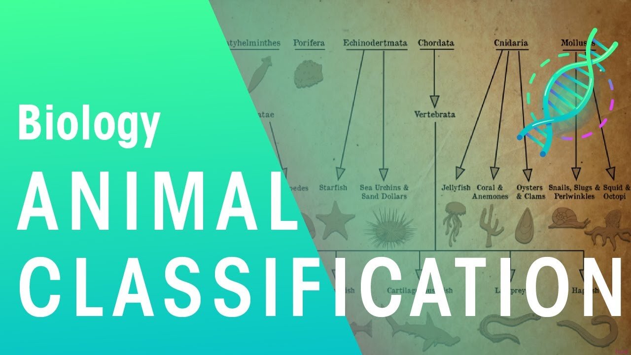 Animal Classification | Evolution | Biology Fuse School