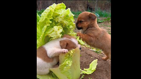 Silly dog eating vegetables.